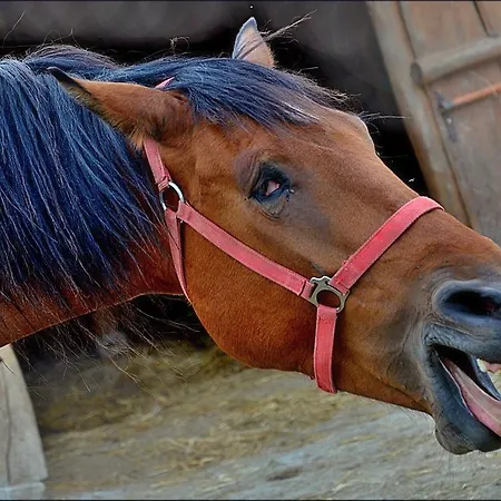 奥特维克膳食公寓酒店