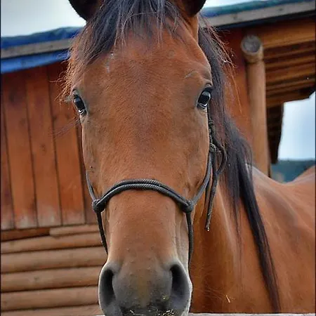 奥特维克膳食公寓酒店